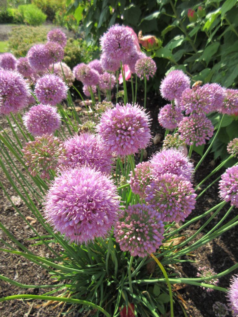 Allium senescens 'Pink Planet'